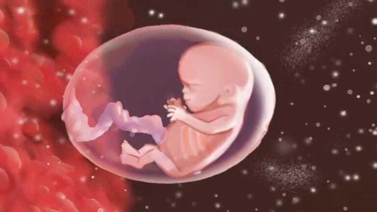 Die Entwicklung des Babys im Mutterleib: Ein &Uuml;berblick